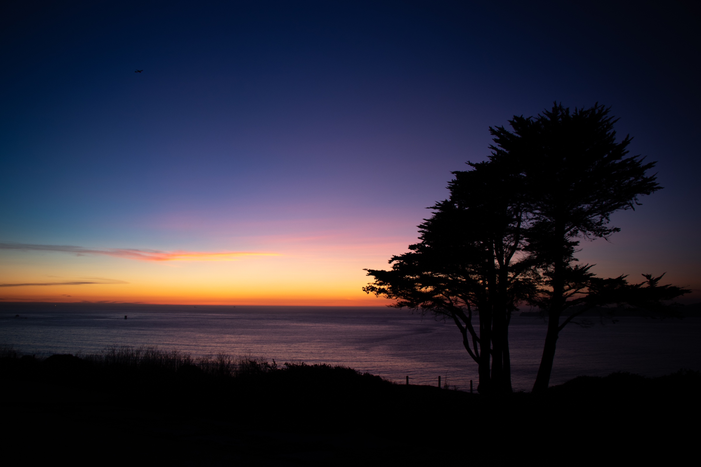 Silhouetted trees against a dusk sky over the coast