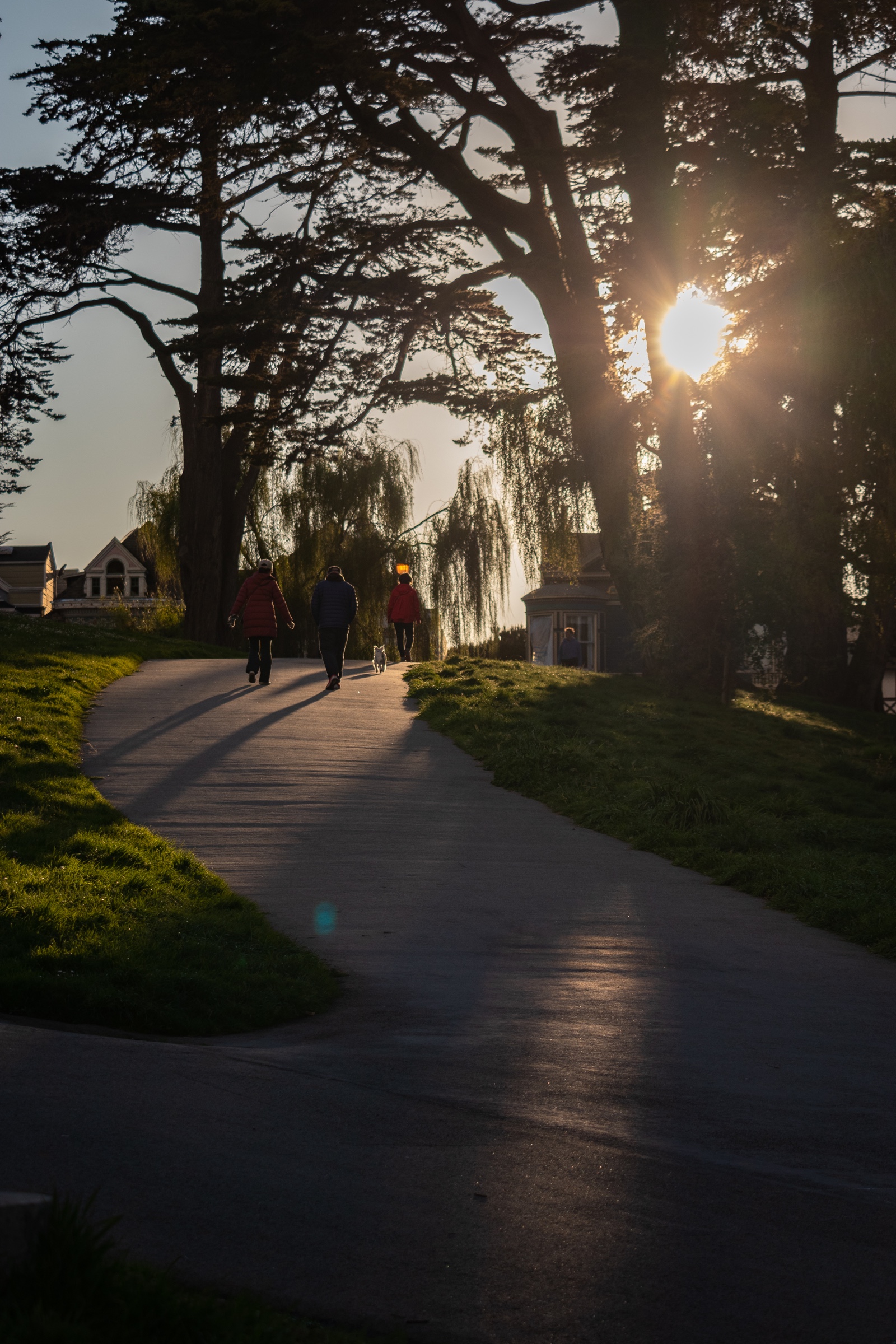 People walking a dog down a tree-lined path at sunset